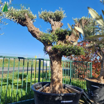 OLEA europaea Ref 79-1
