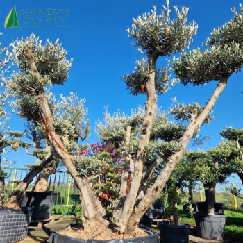 OLEA europaea Ref 99-1