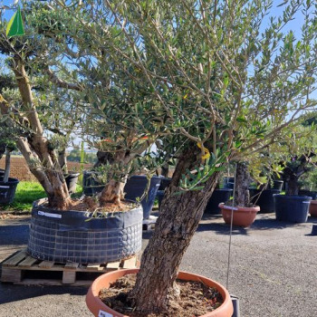 OLEA europaea  Ref 36-0