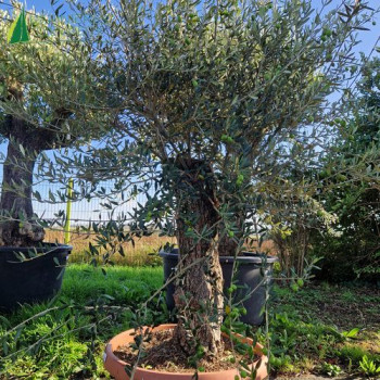 OLEA europaea  Ref 36-2