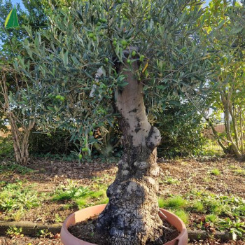 OLEA europaea  Ref 36-4