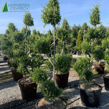 OLEA europaea Spirale et pompons 175/200 Cont 90 L 