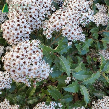 OLEARIA macrodonta