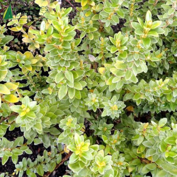 OLEARIA nummulariifolia