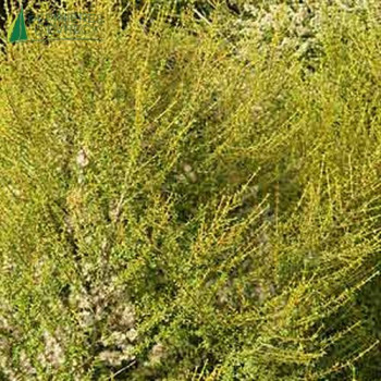 OLEARIA solanderi Aurea