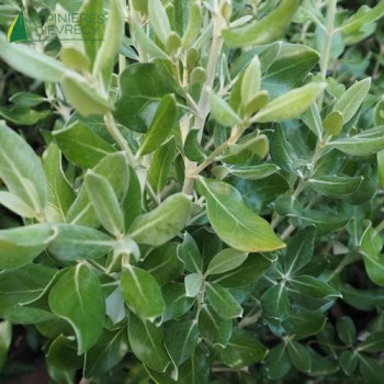 OLEARIA traversii