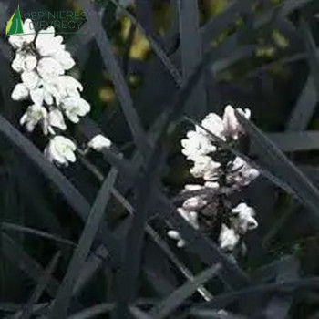 OPHIOPOGON planiscapus Black dragon  Cont.2/2.5 L 
