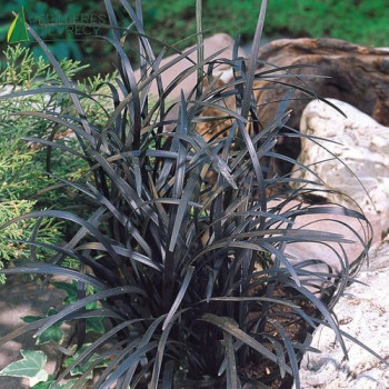 OPHIOPOGON planiscapus Nigrescens