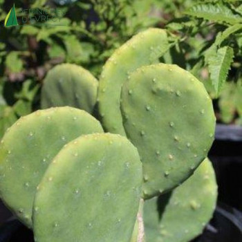 OPUNTIA cacanapa 60/80 Cont.5/7.5 L 