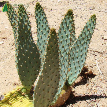 OPUNTIA engelmannii Linguiformis 60/80 Cont.5/7.5 L 