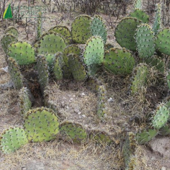 OPUNTIA engelmannii Rastrera 40/60 Cont.5/7.5 L 