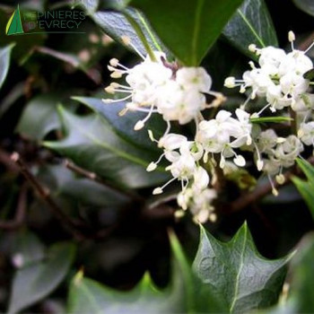 OSMANTHUS heterophyllus