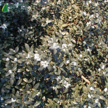 OSMANTHUS x burkwoodii (=x osmarea)