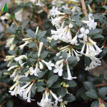OSMANTHUS delavayi