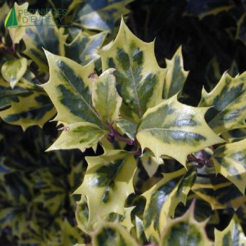 OSMANTHUS heterophyllus Aureomarginatus