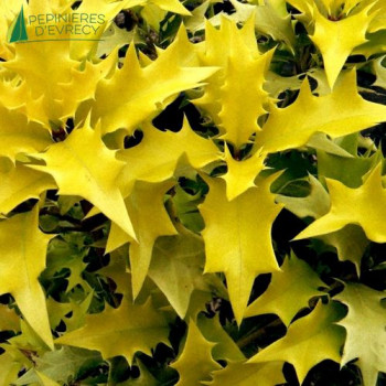 OSMANTHUS heterophyllus Ogon