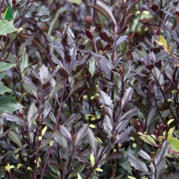 OSMANTHUS heterophyllus Purpureus 30/40 Cont.3/4 L 
