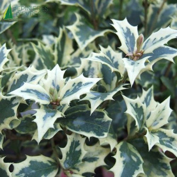 OSMANTHUS heterophyllus Variegatus