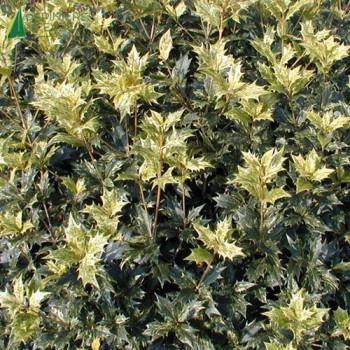 OSMANTHUS heterophyllus Goshiki (=tricolor)