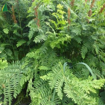 OSMUNDA regalis