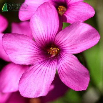 OXALIS floribunda  Godet 8/9 