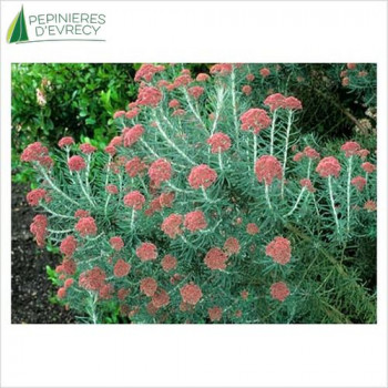 OZOTHAMNUS rosmarinifolia Silver jubile
