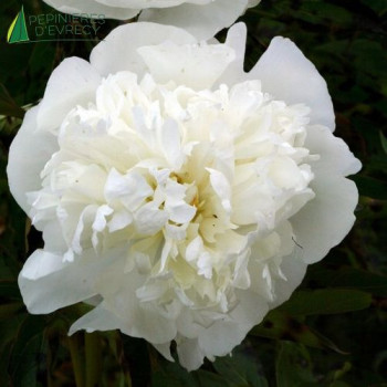 PAEONIA lactiflora Duchesse de nemours  Cont.3/4 L 