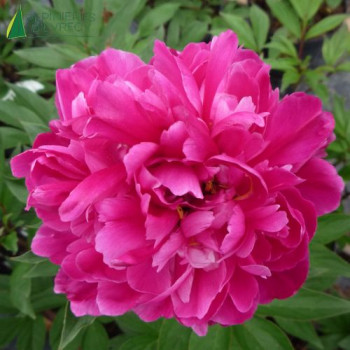 PAEONIA lactiflora Karl nfield