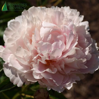 PAEONIA lactiflora Shirley temple