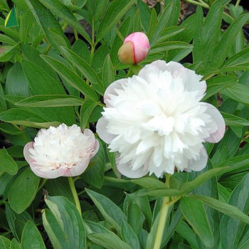 PAEONIA officinalis Alba plena  Cont.3/4 L 