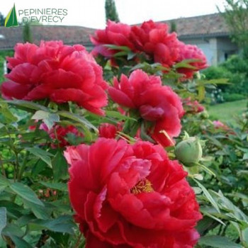PAEONIA suffruticosa Rouge