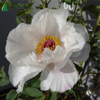 PAEONIA suffruticosa Blanc
