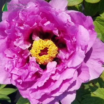PAEONIA suffruticosa Lavande 40/60 Cont.5/7.5 L 