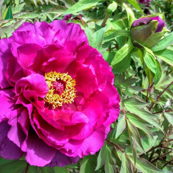 PAEONIA suffruticosa Rose foncé