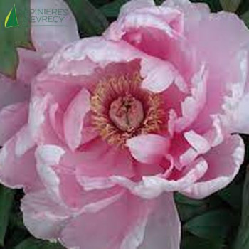 PAEONIA suffruticosa Rose