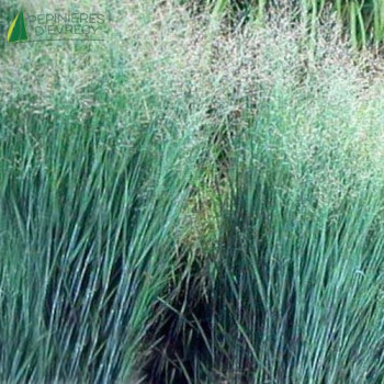 PANICUM virgatum Heavy metal