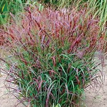 PANICUM virgatum Rehbraun  Cont.3/4 L 