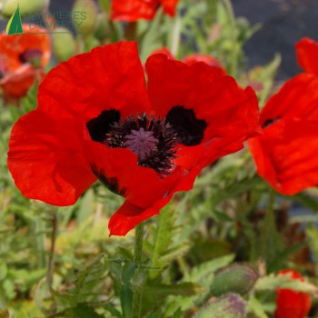 PAPAVER orientalis