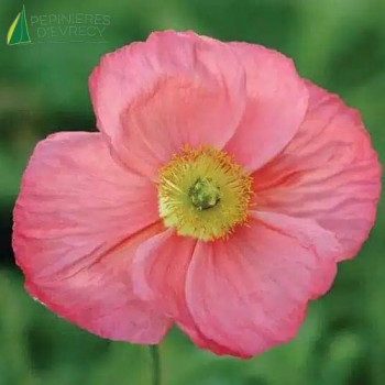 PAPAVER nudicaule Rose
