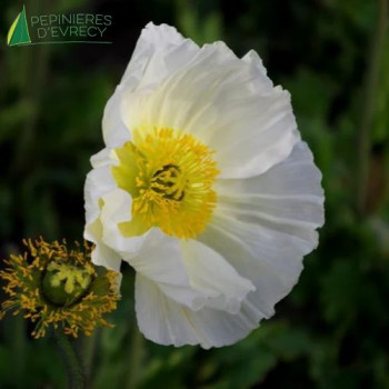 PAPAVER nudicaule White