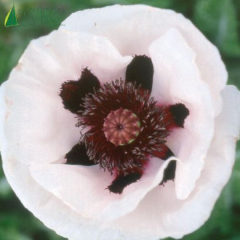 PAPAVER orient.blanc Coeur noir