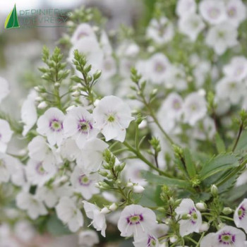 PARAHEBE Avalanche