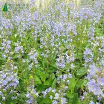 PARAHEBE Blue Form  Cont.3/4 L 