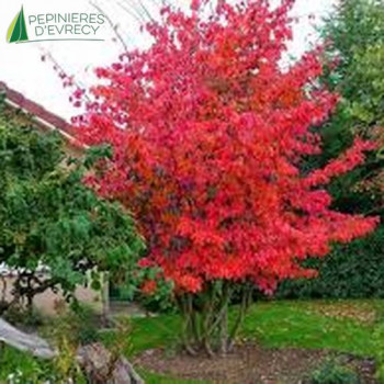 PARROTIA persica VANESSA 60/80 Cont.3/4 L 