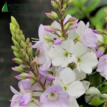 PARAHEBE Pink Avalanche