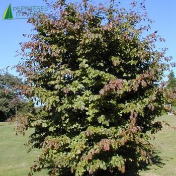 PARROTIA persica