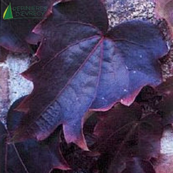 PARTHENOCISSUS tricuspidata Veitchii