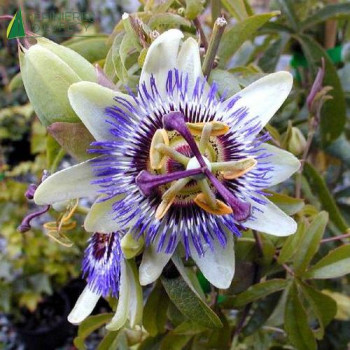 PASSIFLORA caerulea 60/80 Cont.2/2.5 L 