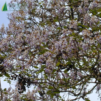 PAULOWNIA tomentosa