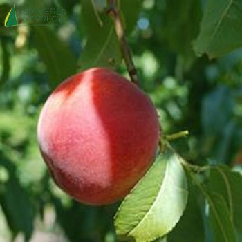 PECHER Dixired  (prunus persica)